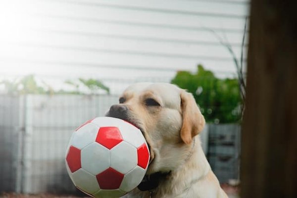Comment enseigner à un chien de race Border Terrier la marche en laisse sans traction?