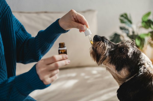 Produit de chanvre pour chien stressé : propriétés et utilisation